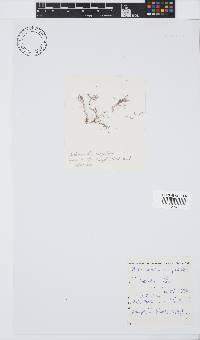 Arthrocardia corymbosa image