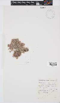Arthrocardia corymbosa image