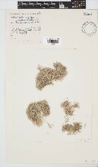 Arthrocardia corymbosa image