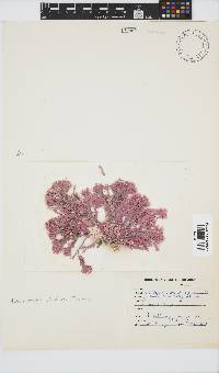Arthrocardia corymbosa image