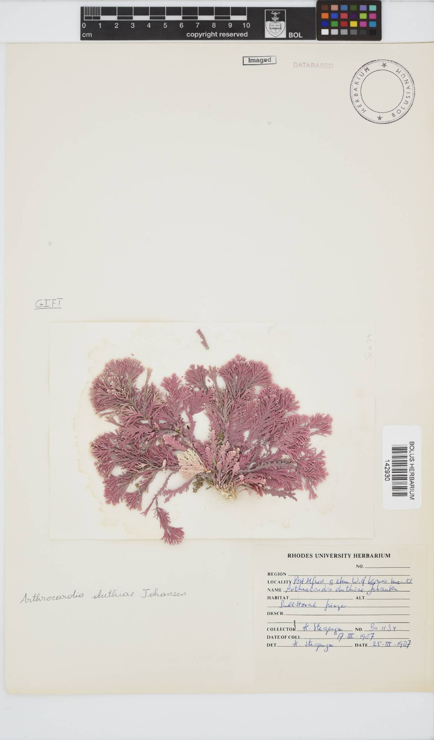 Arthrocardia duthieae image