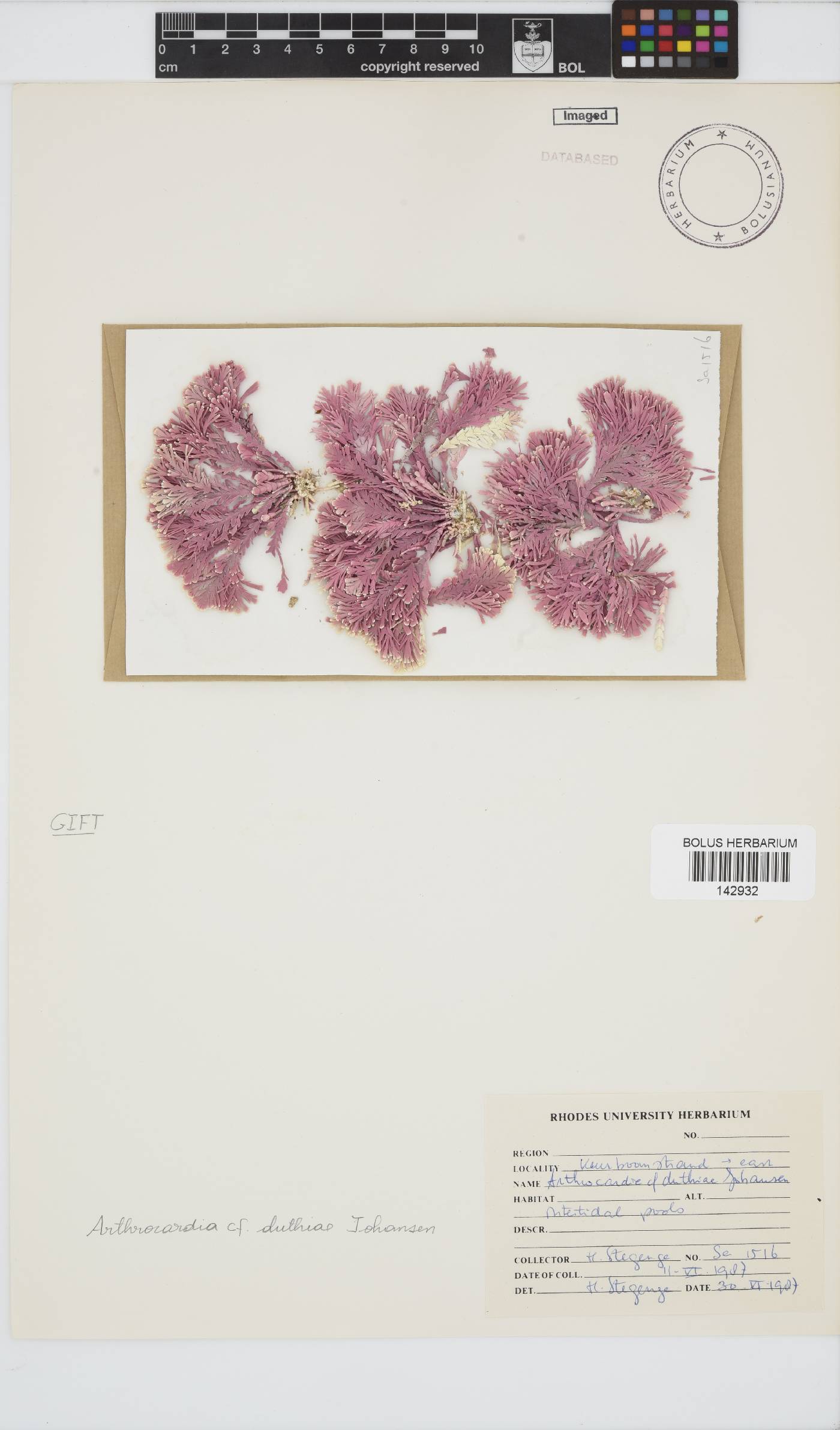 Arthrocardia corymbosa image