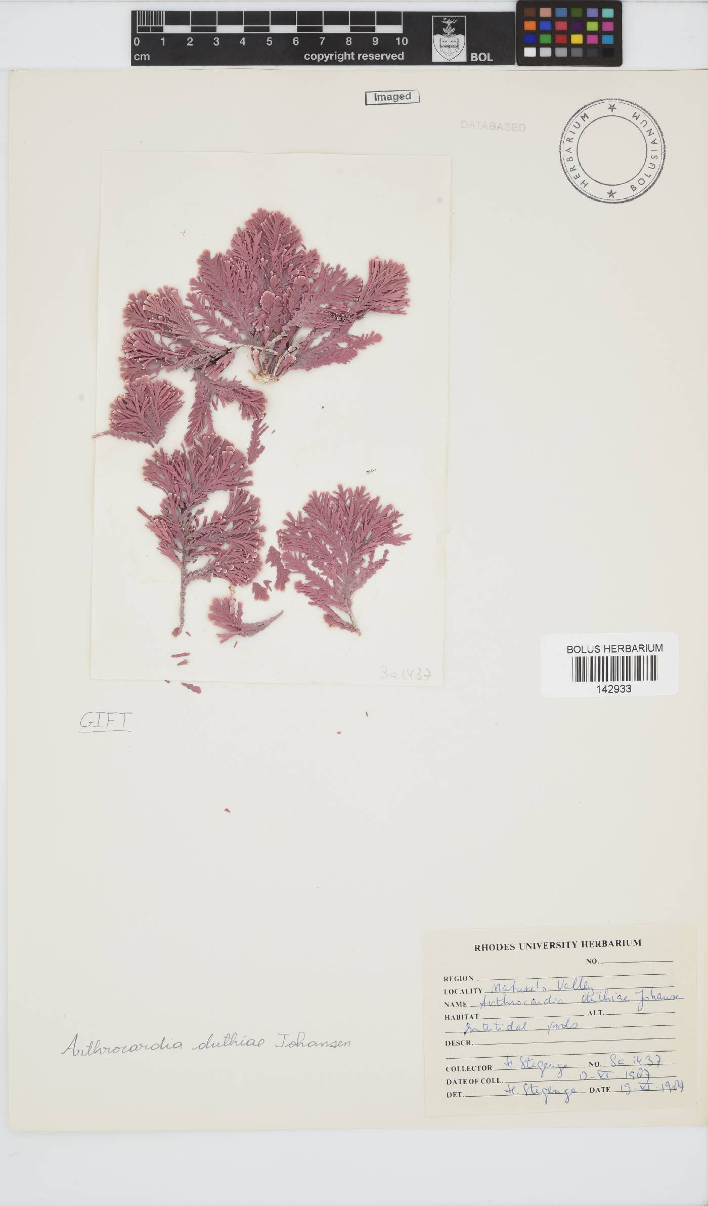Arthrocardia duthieae image