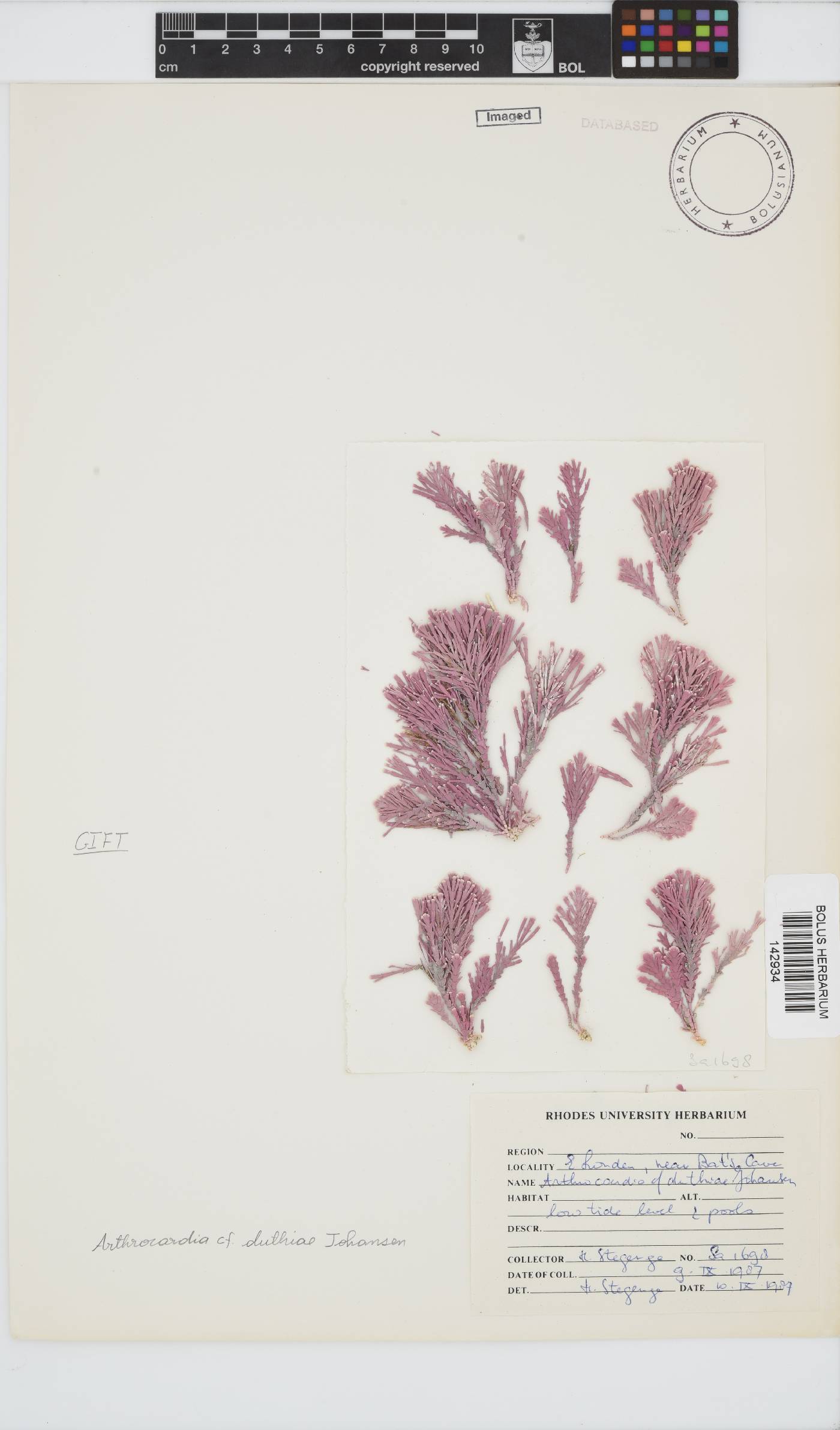 Arthrocardia duthieae image