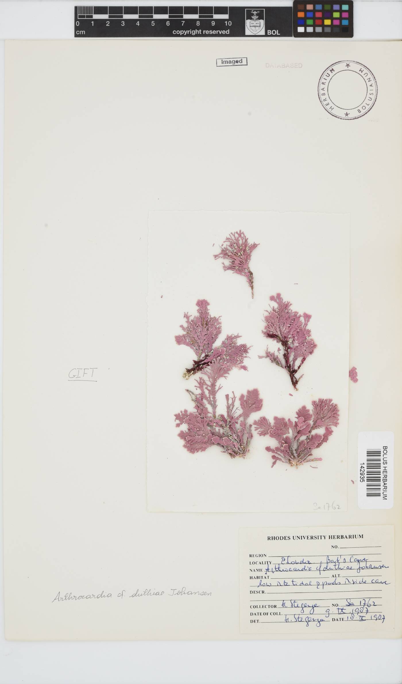 Arthrocardia duthieae image