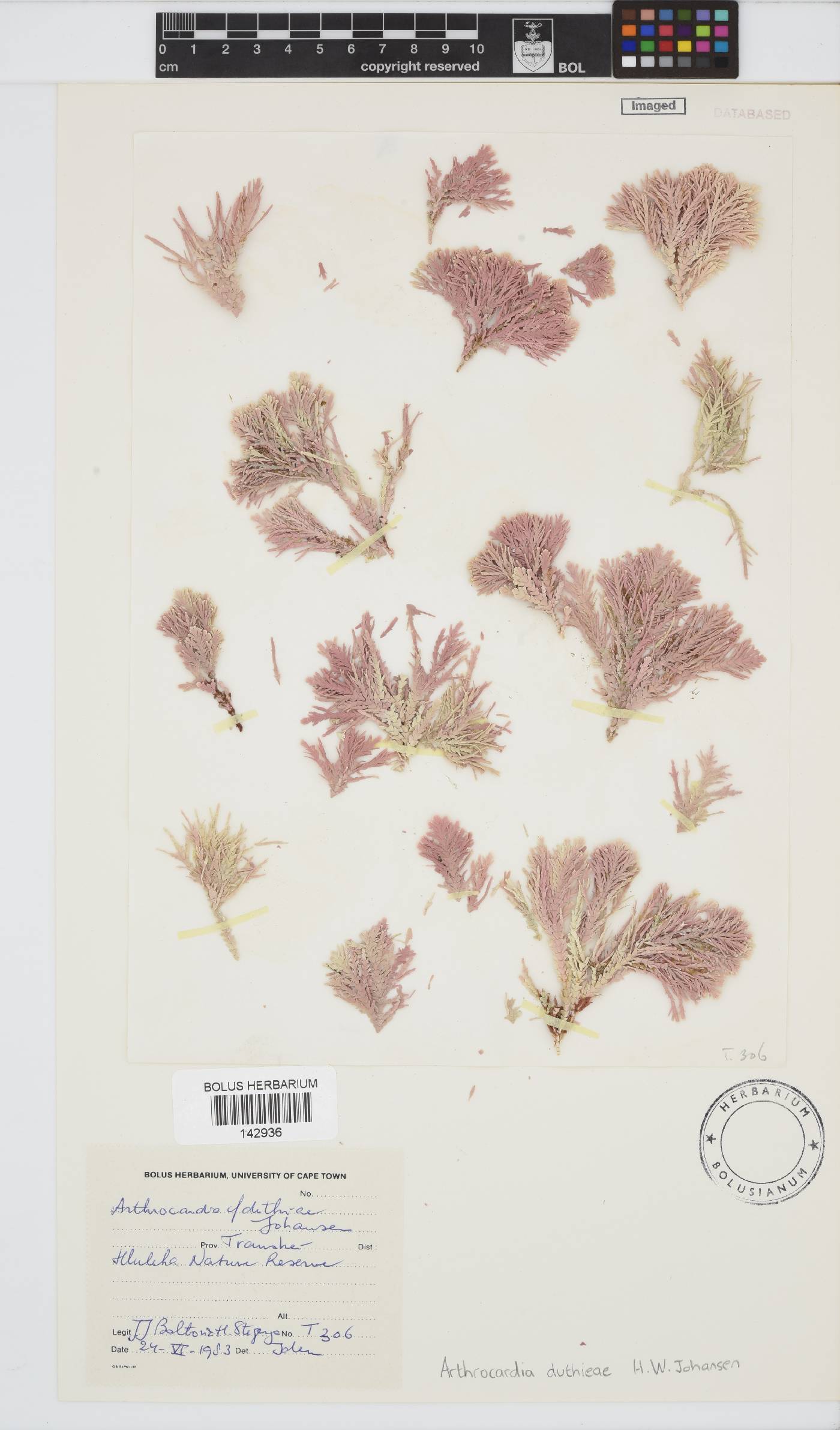 Arthrocardia duthieae image