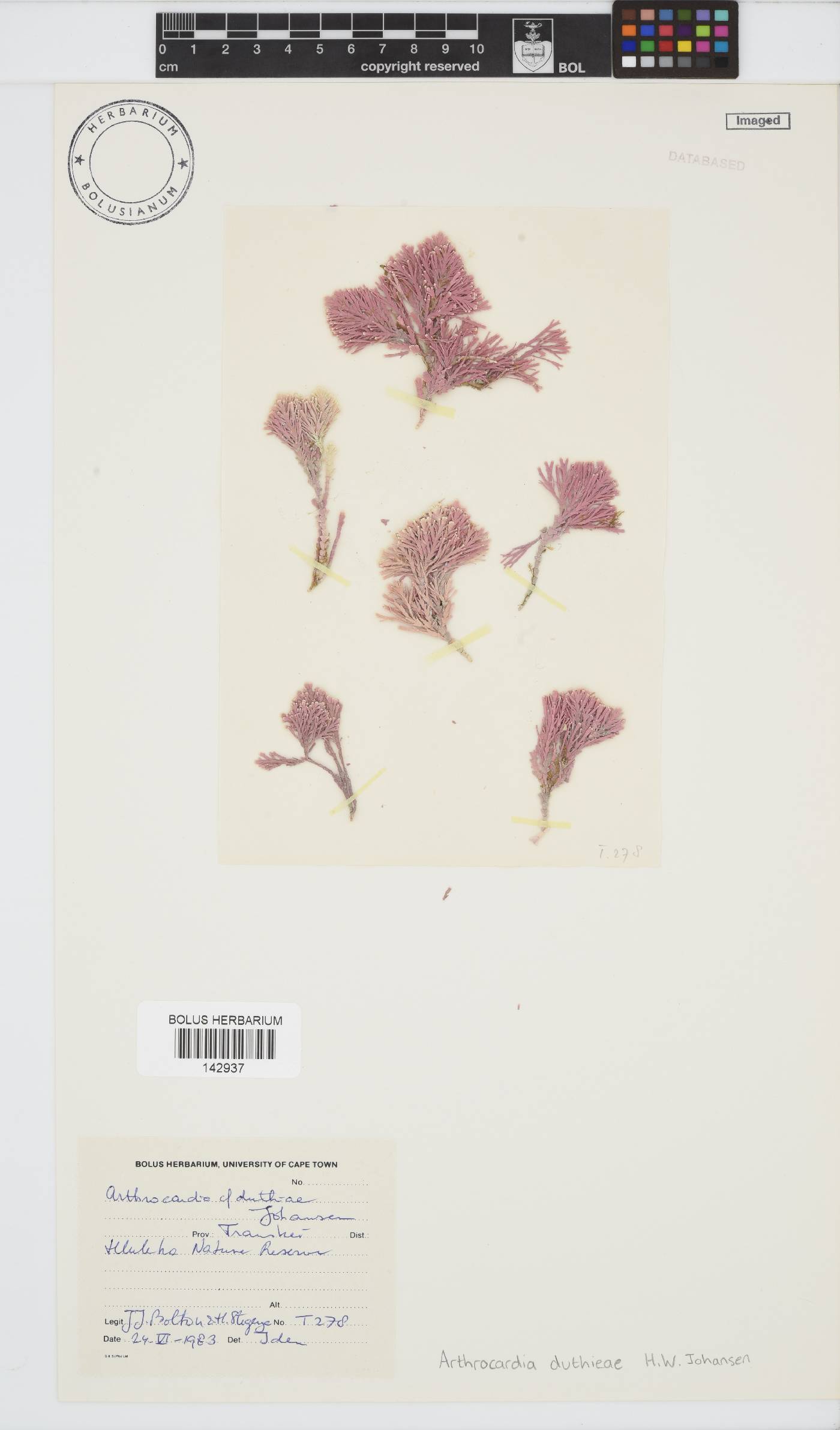 Arthrocardia duthieae image