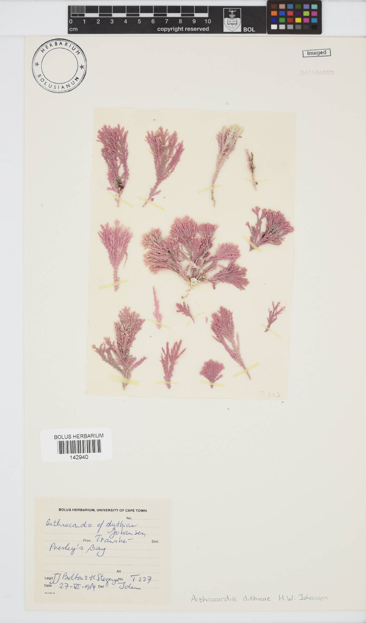 Arthrocardia duthieae image