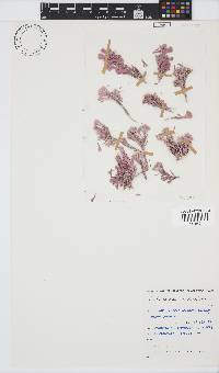 Arthrocardia corymbosa image