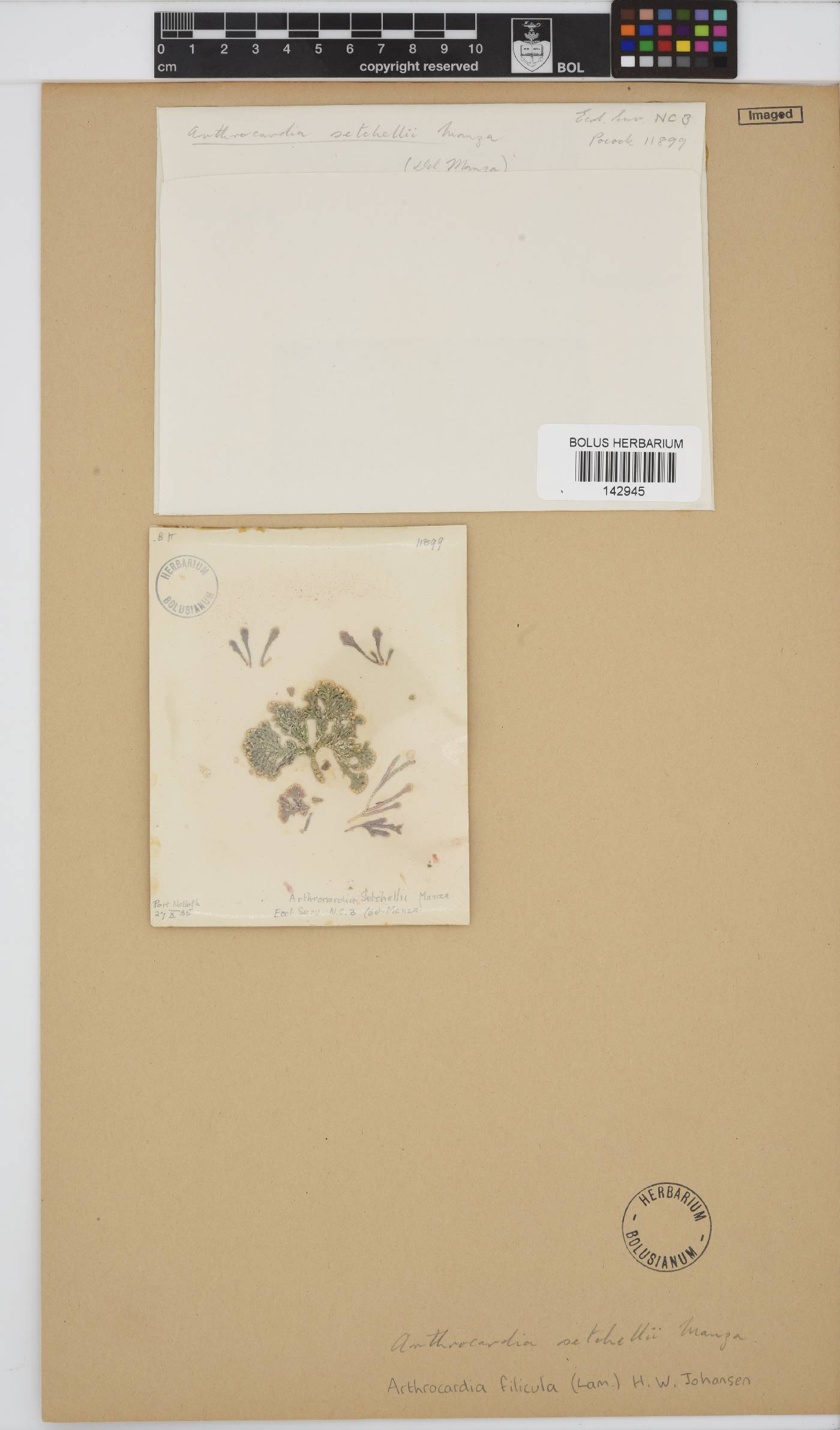 Arthrocardia filicula image