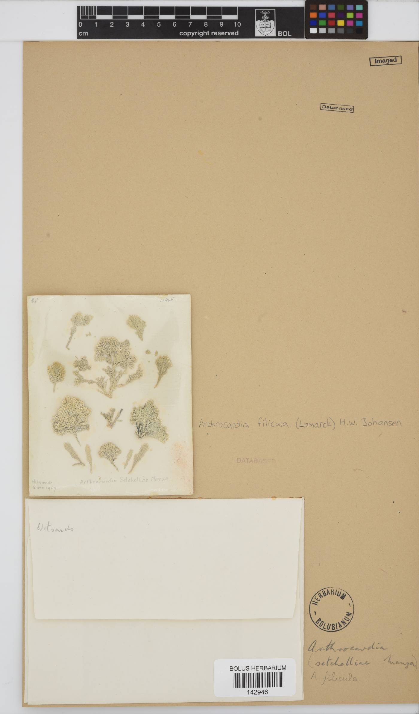 Arthrocardia filicula image