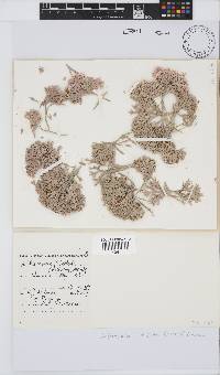 Arthrocardia flabellata image