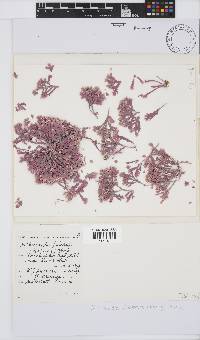 Arthrocardia flabellata image
