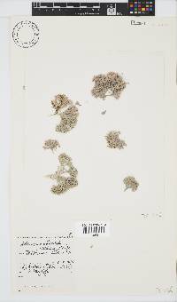 Arthrocardia flabellata image