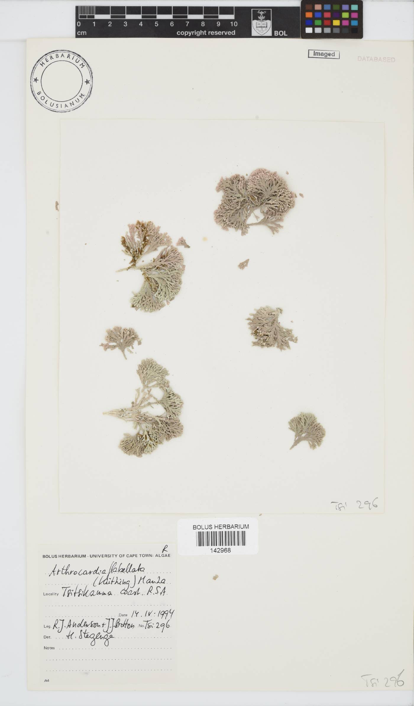 Arthrocardia flabellata image