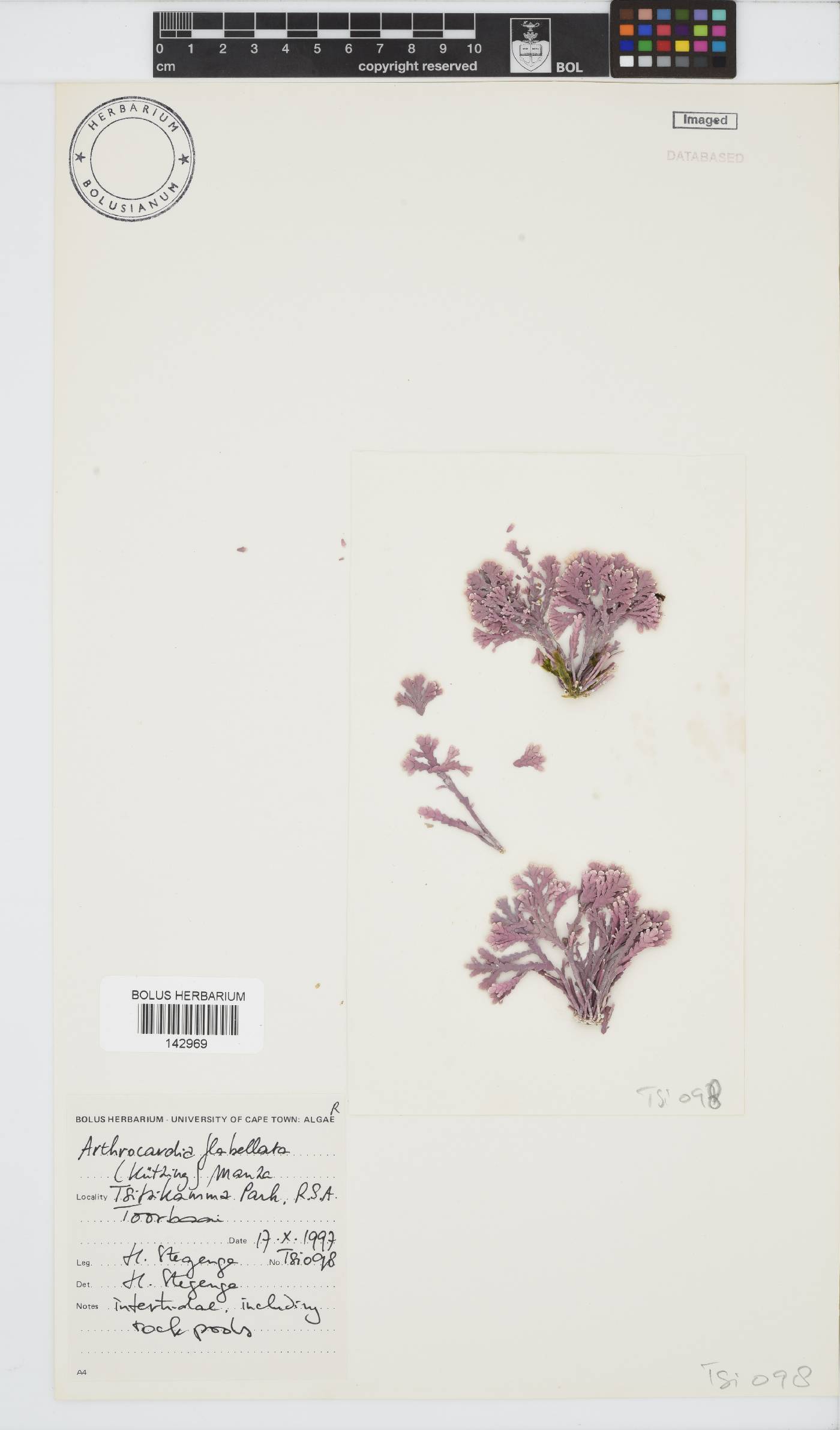 Arthrocardia flabellata image