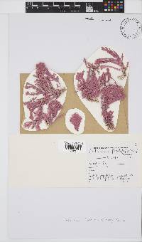 Arthrocardia flabellata image
