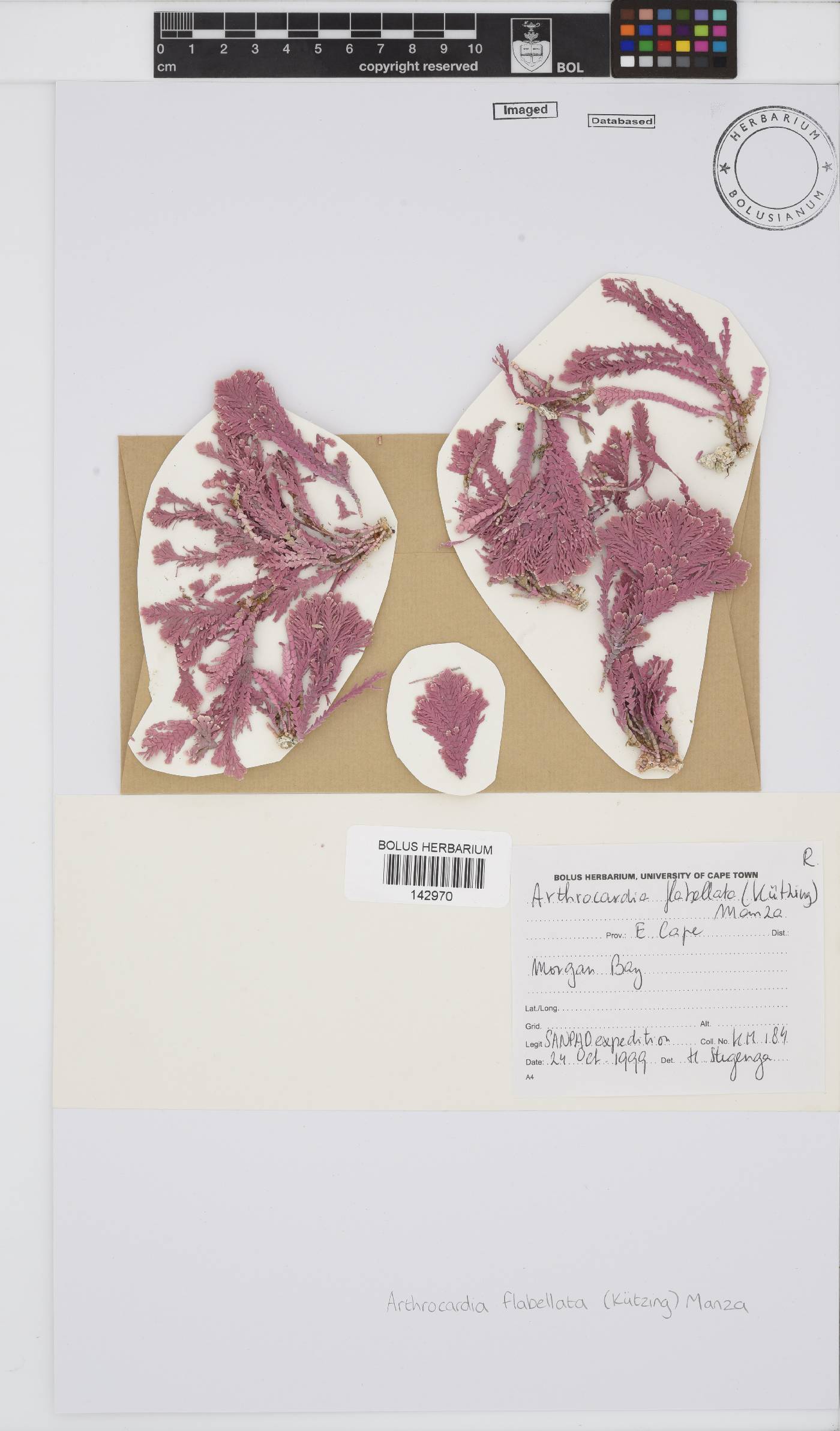 Arthrocardia flabellata image