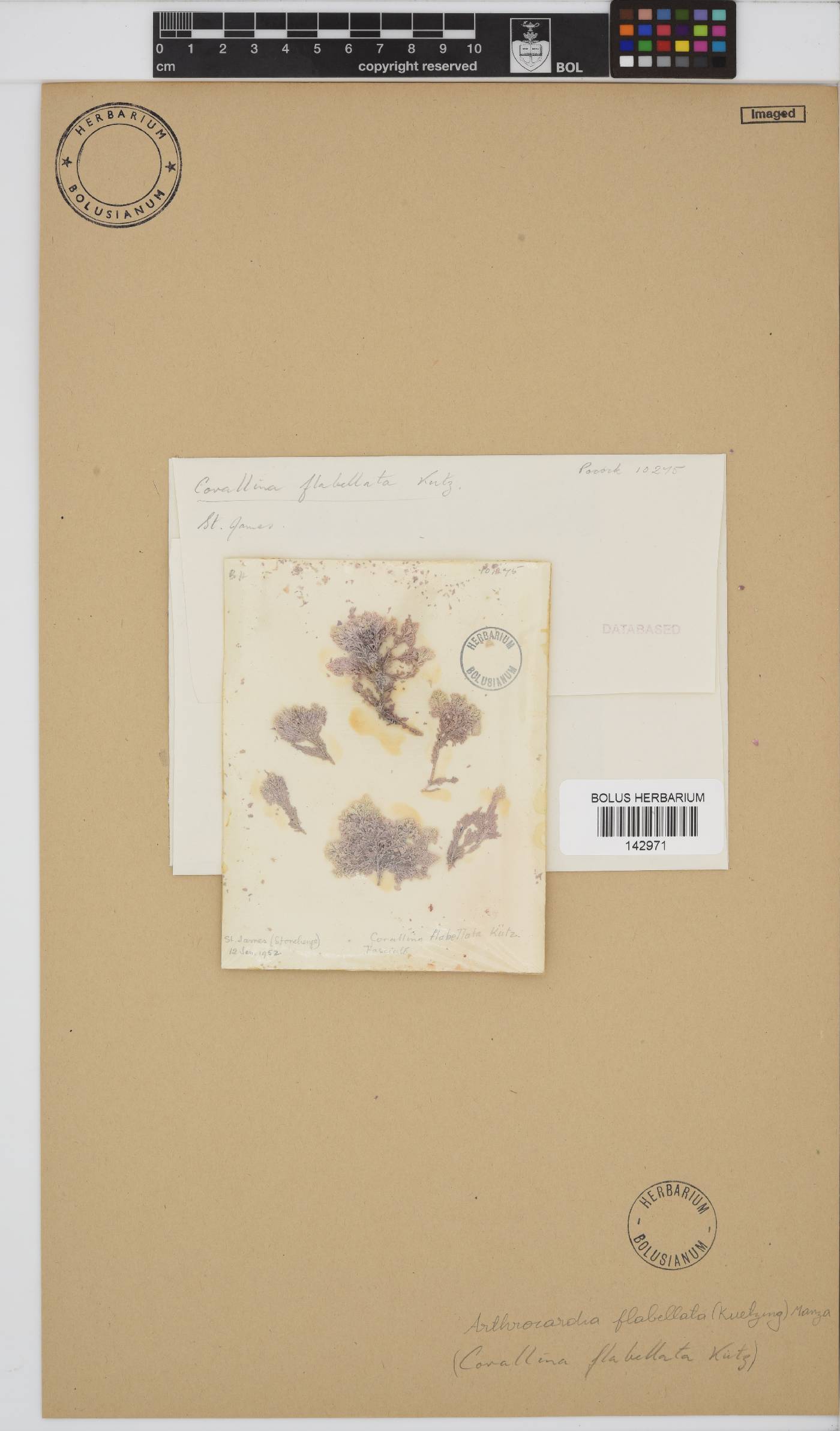 Arthrocardia flabellata image