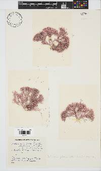 Arthrocardia palmata image