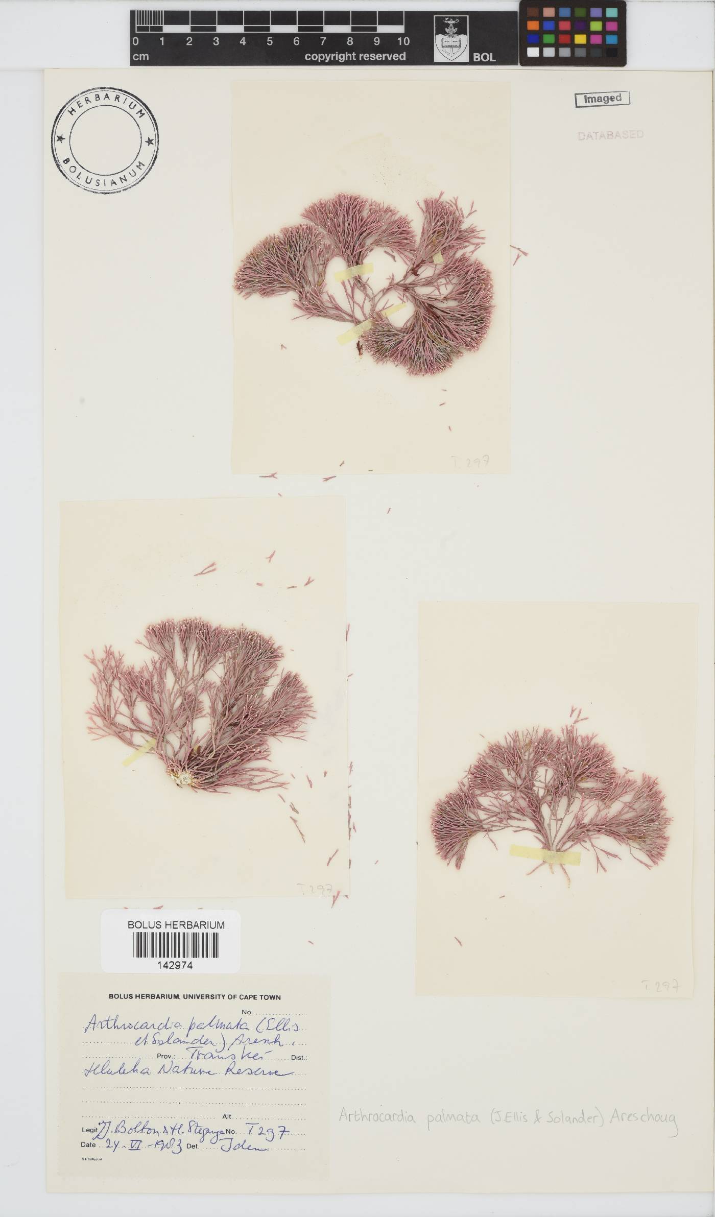 Arthrocardia palmata image