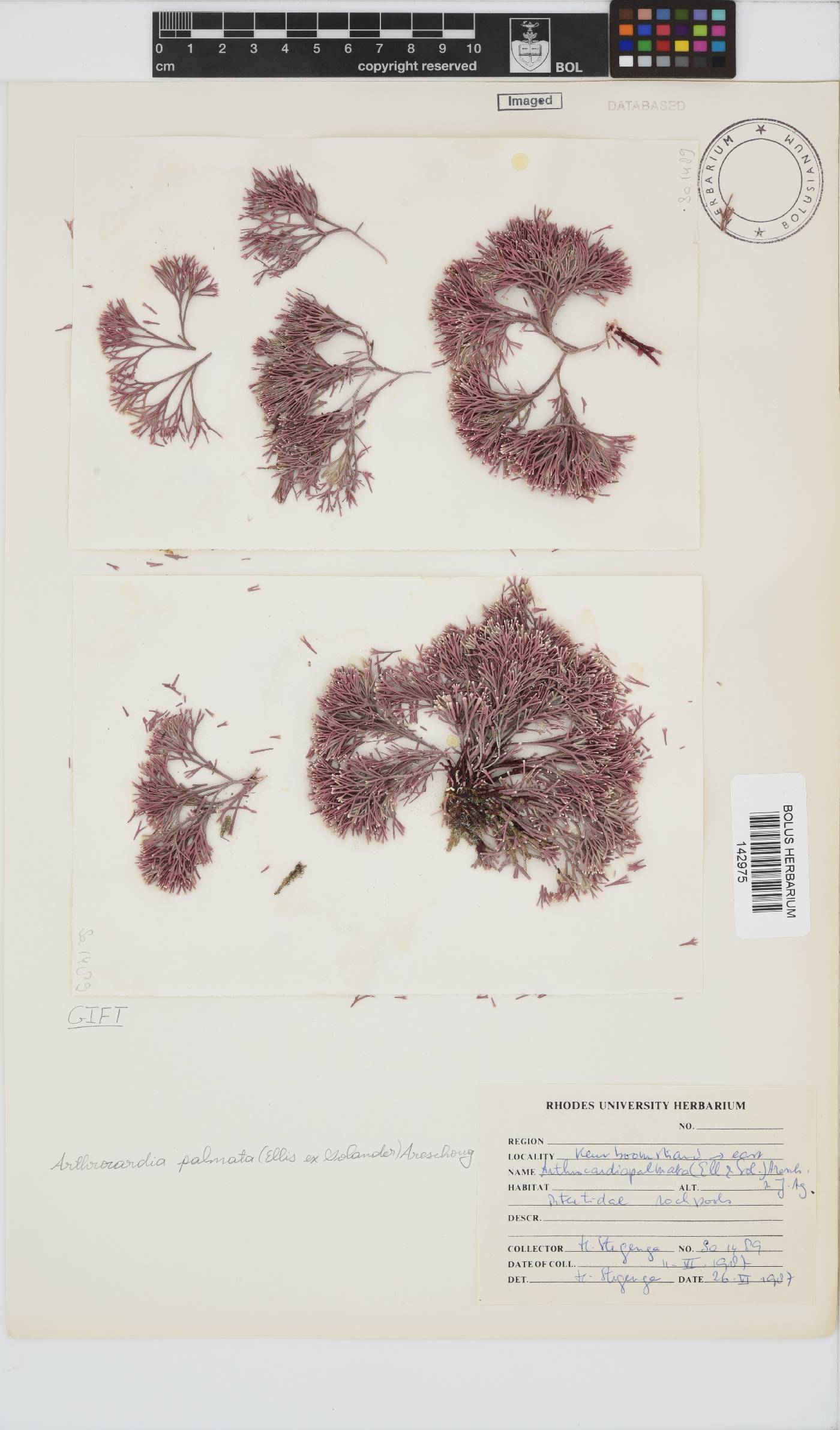 Arthrocardia palmata image