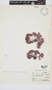Arthrocardia palmata image