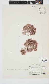 Arthrocardia palmata image