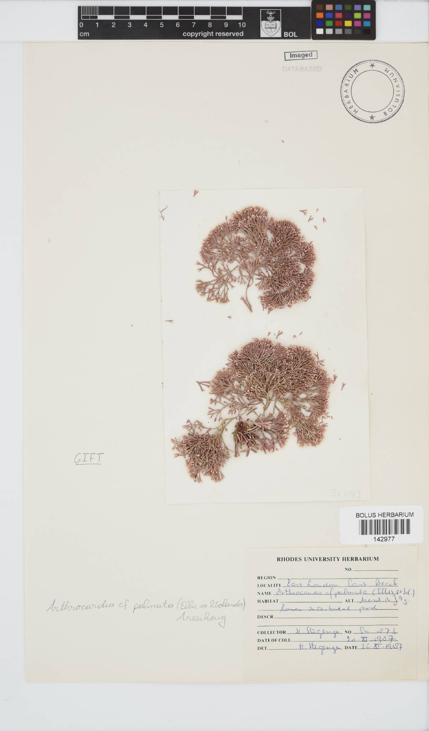 Arthrocardia palmata image