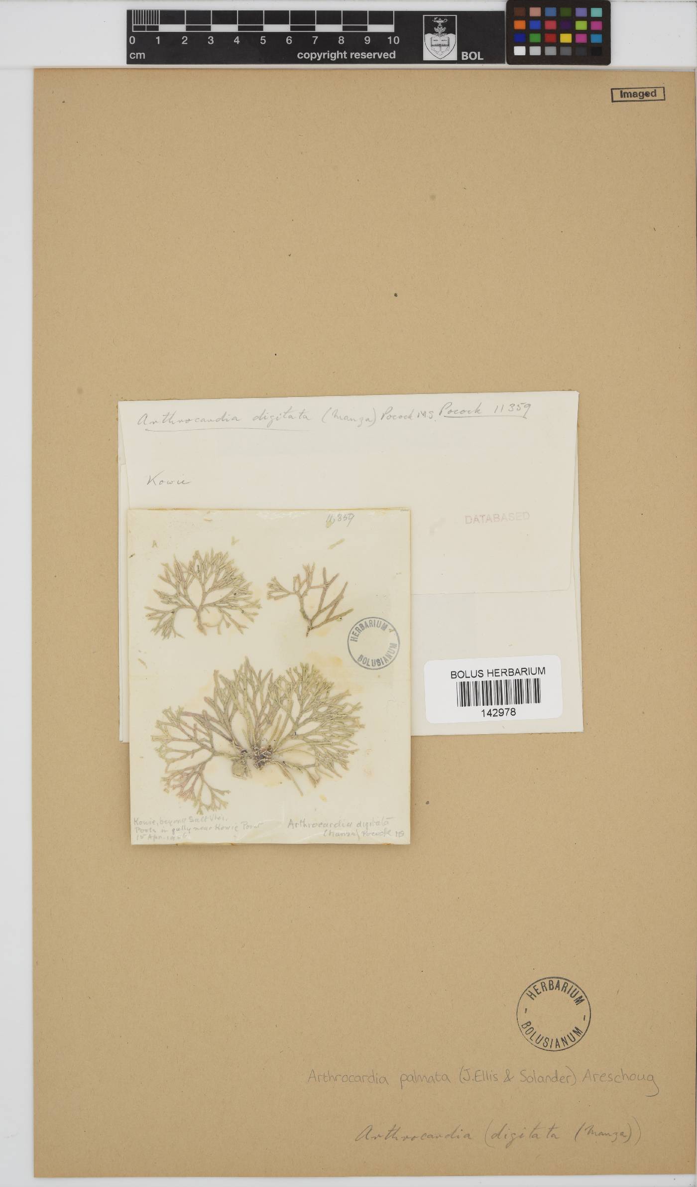 Arthrocardia palmata image