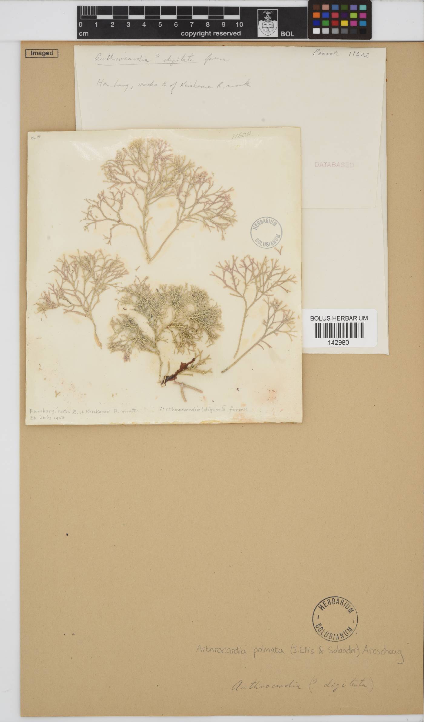 Arthrocardia palmata image