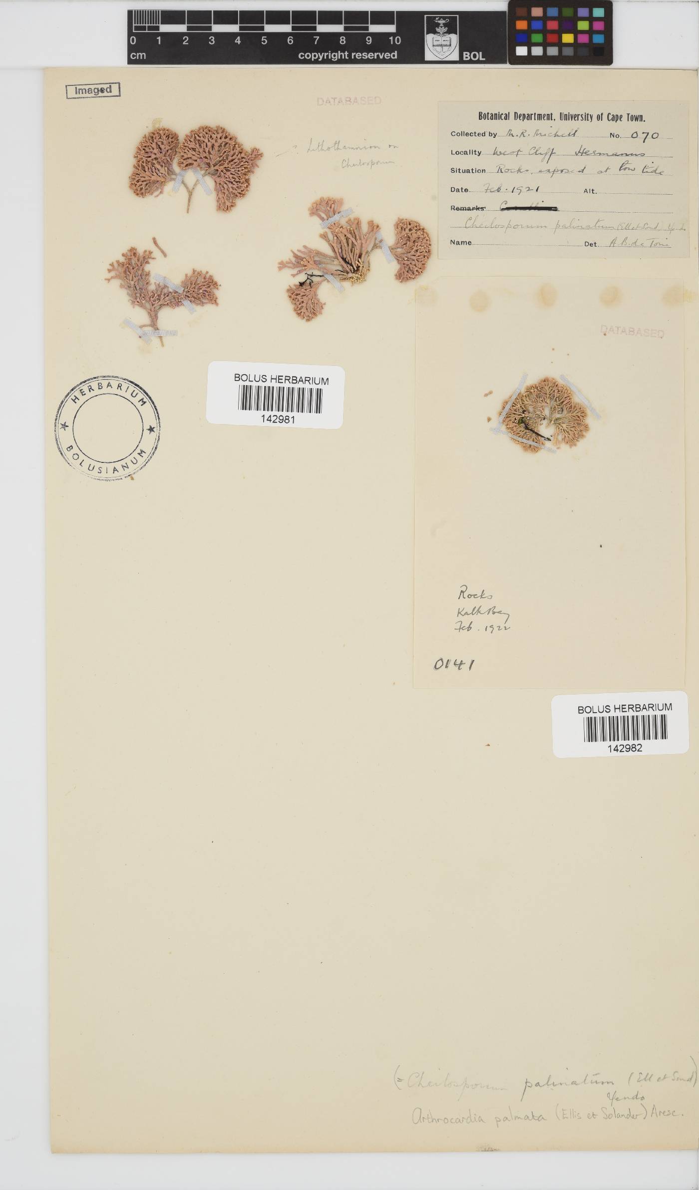 Arthrocardia palmata image