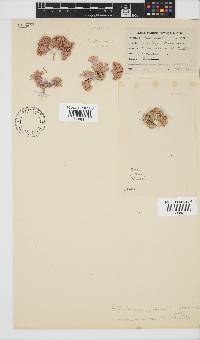 Arthrocardia palmata image