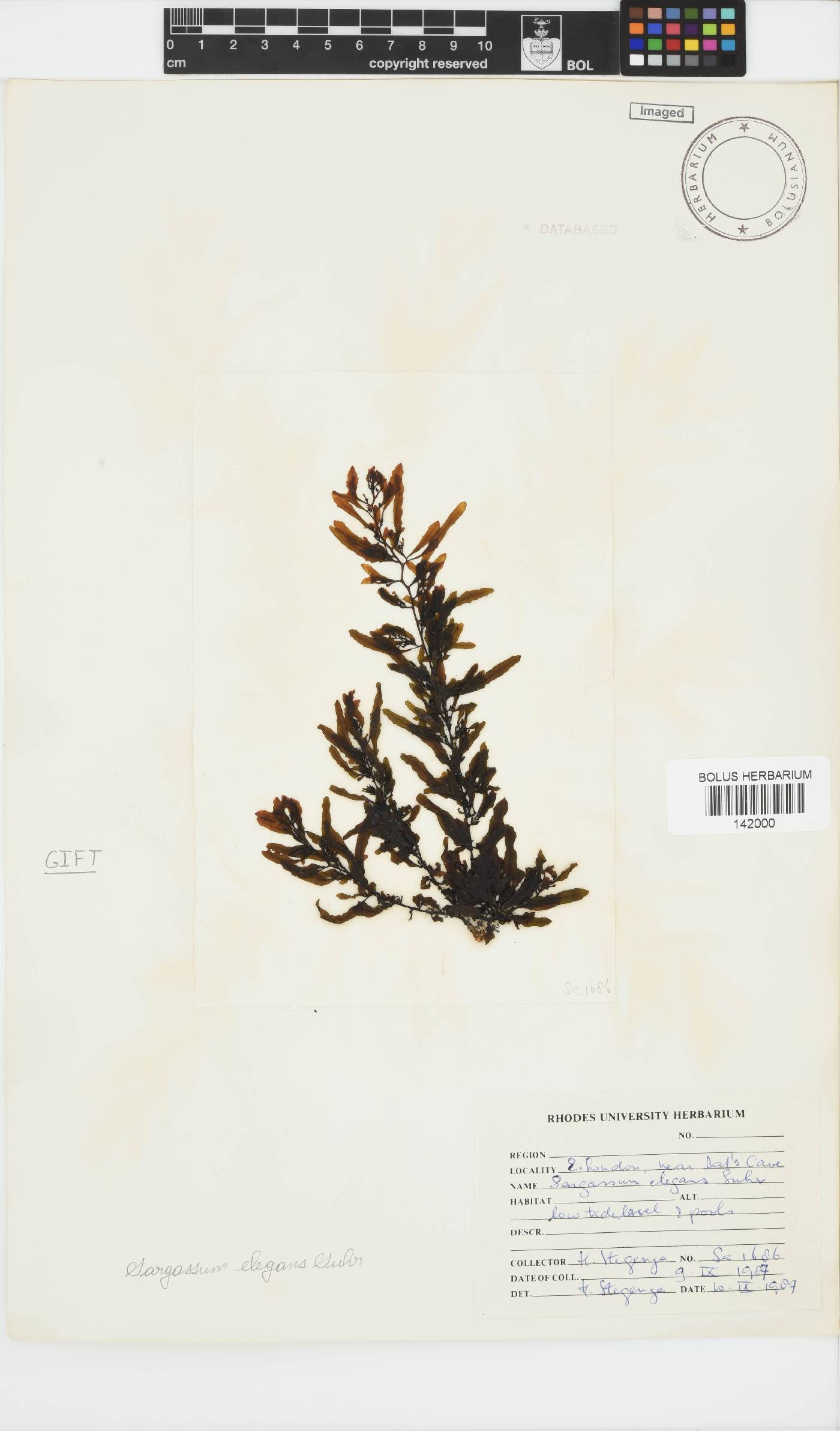 Sargassum image