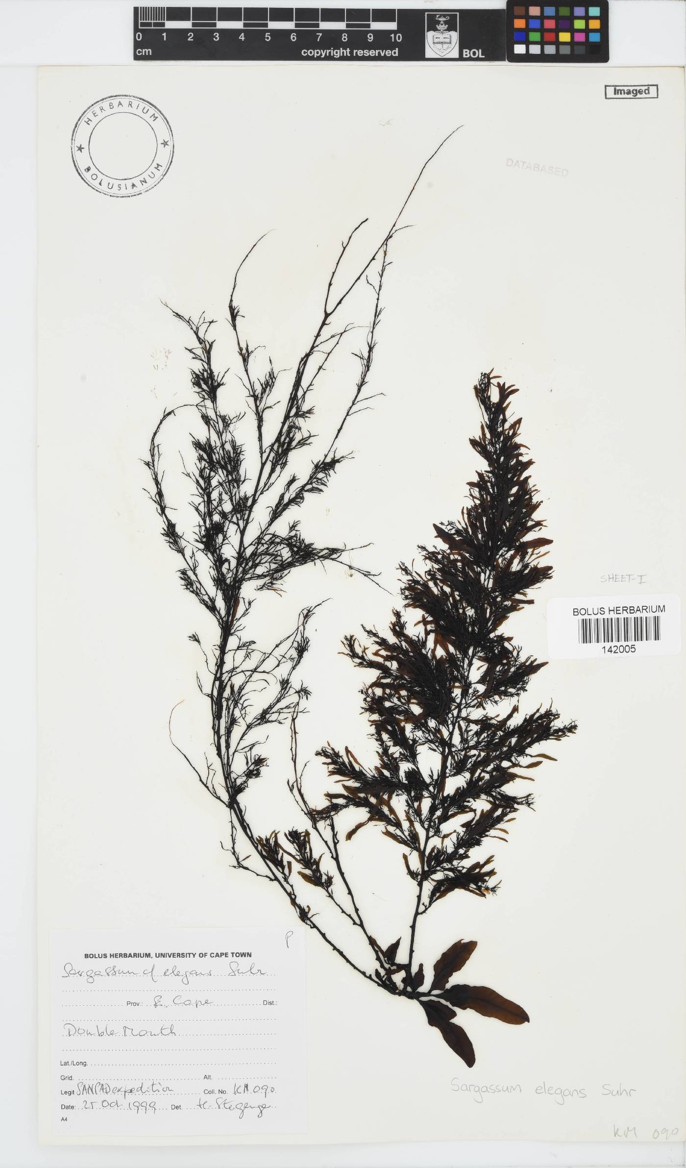 Sargassum elegans image