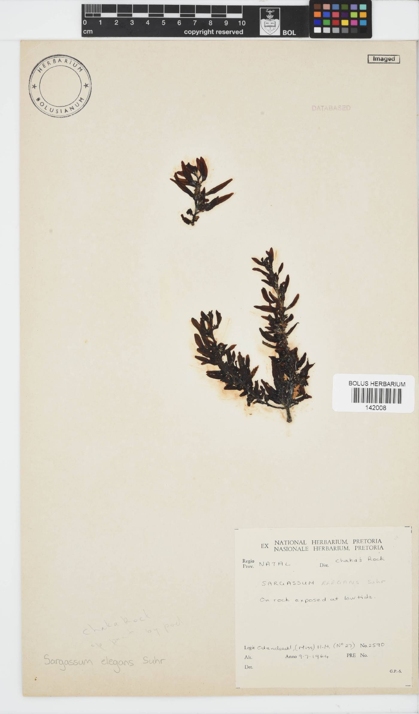 Sargassum elegans image