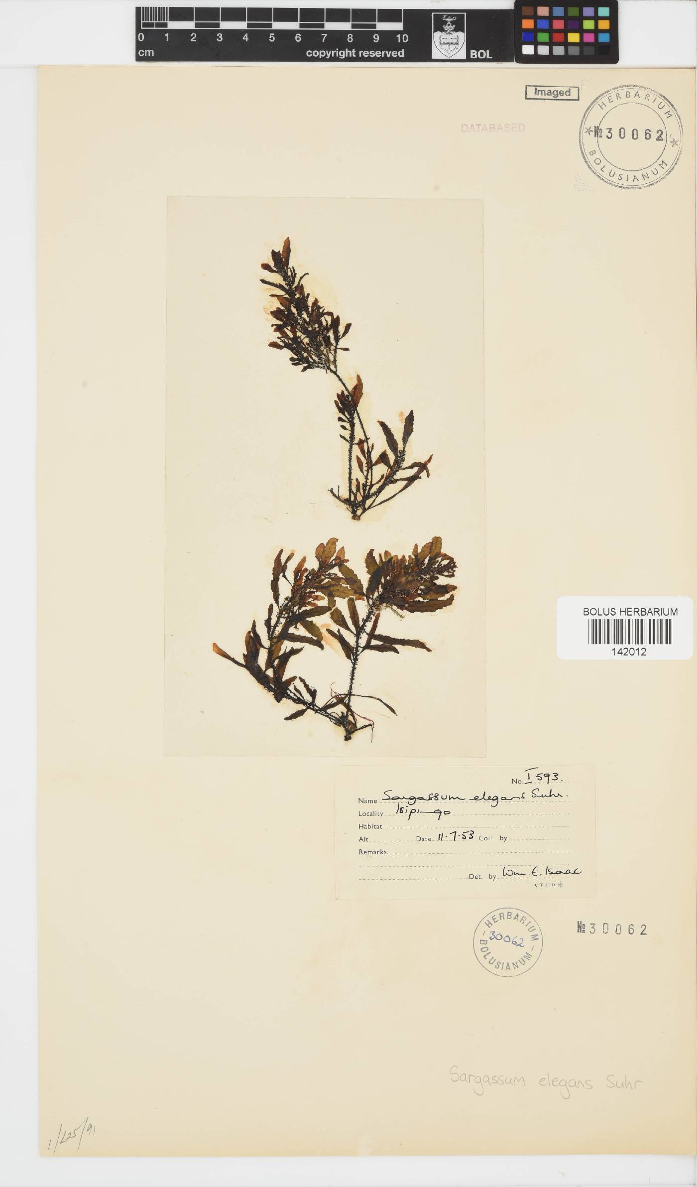Sargassum elegans image