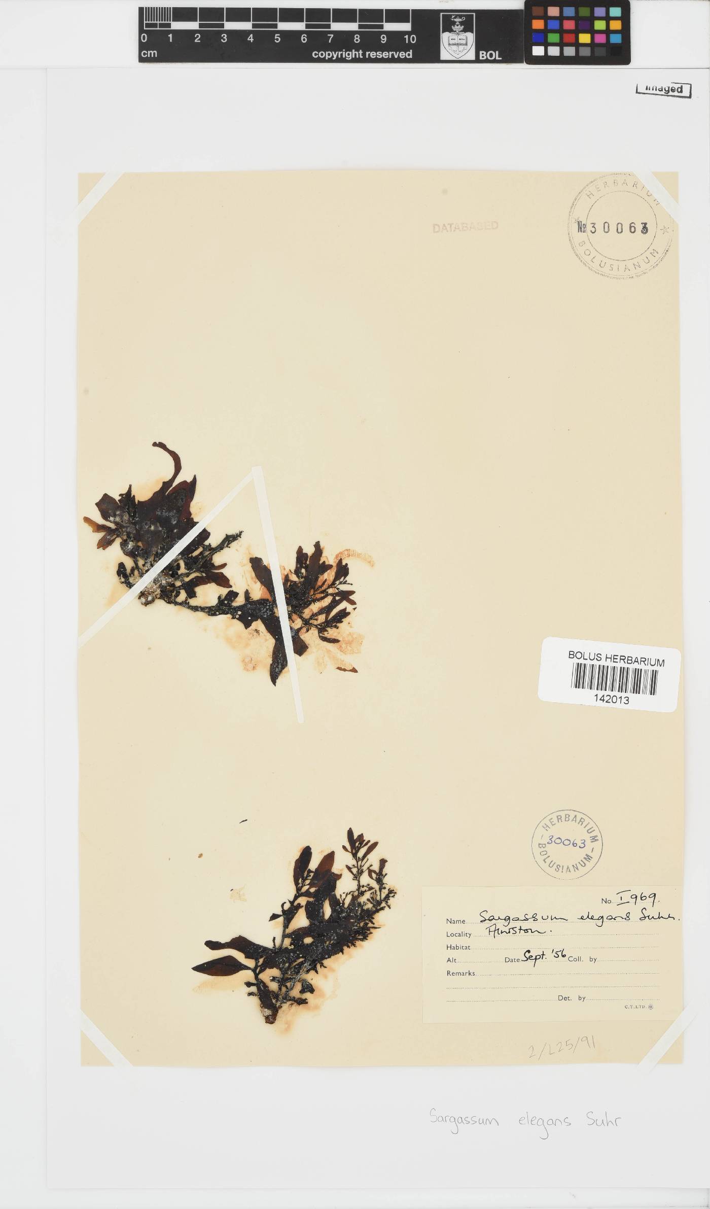 Sargassum elegans image