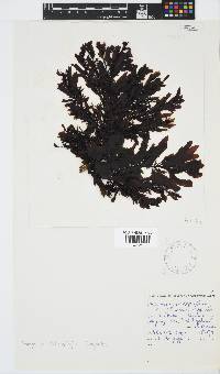 Sargassum incisifolium image