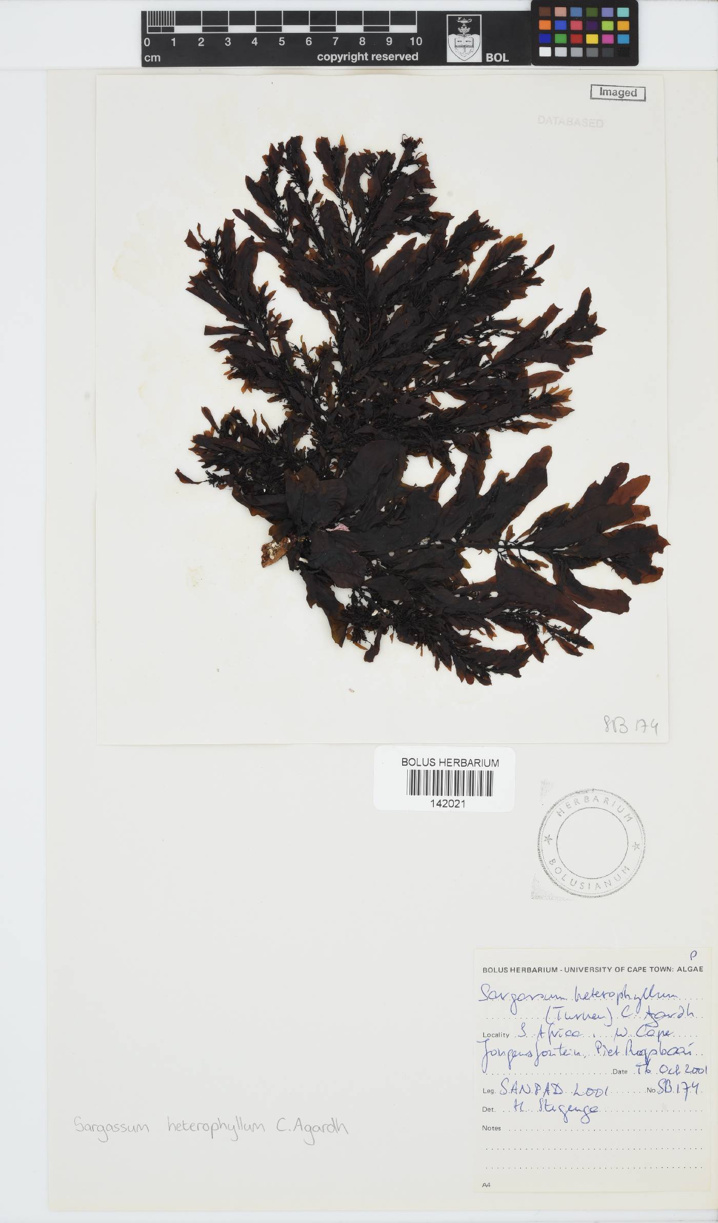 Sargassum image