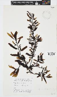 Sargassum incisifolium image
