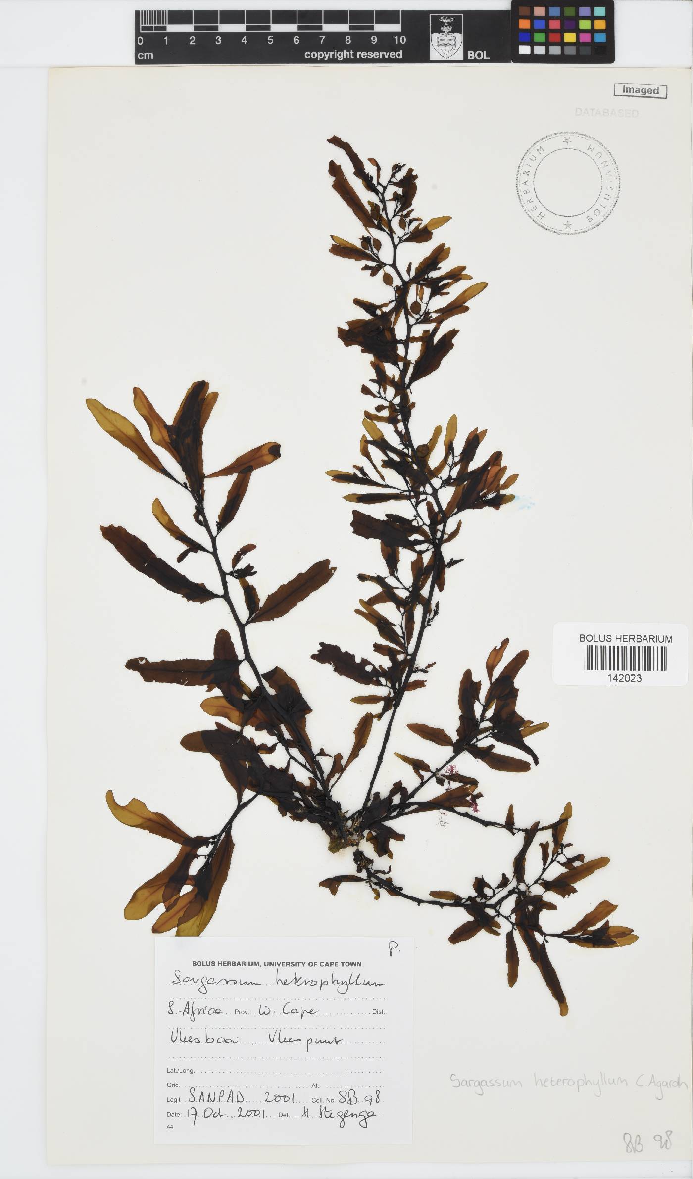 Sargassum incisifolium image