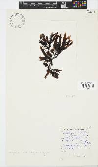 Sargassum incisifolium image