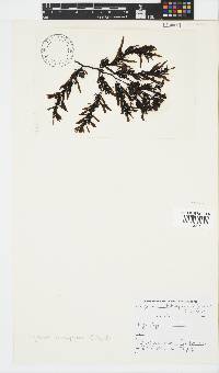 Sargassum incisifolium image