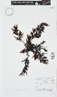 Sargassum incisifolium image