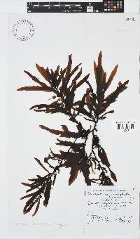 Sargassum incisifolium image
