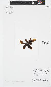 Sargassum incisifolium image