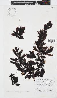 Sargassum incisifolium image