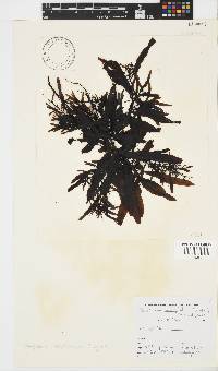 Sargassum incisifolium image