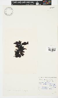 Sargassum incisifolium image